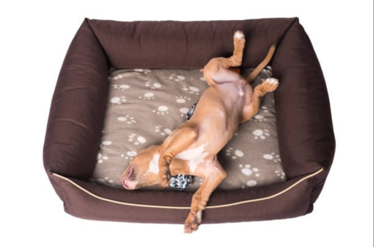 Chew-Resistant Dog Beds